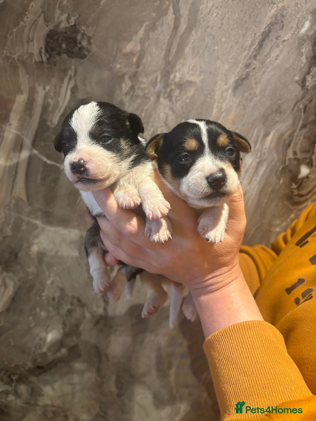 Parson Russell dogs for sale: Gorgeous Parson x Jack Russell’s  - Image 4