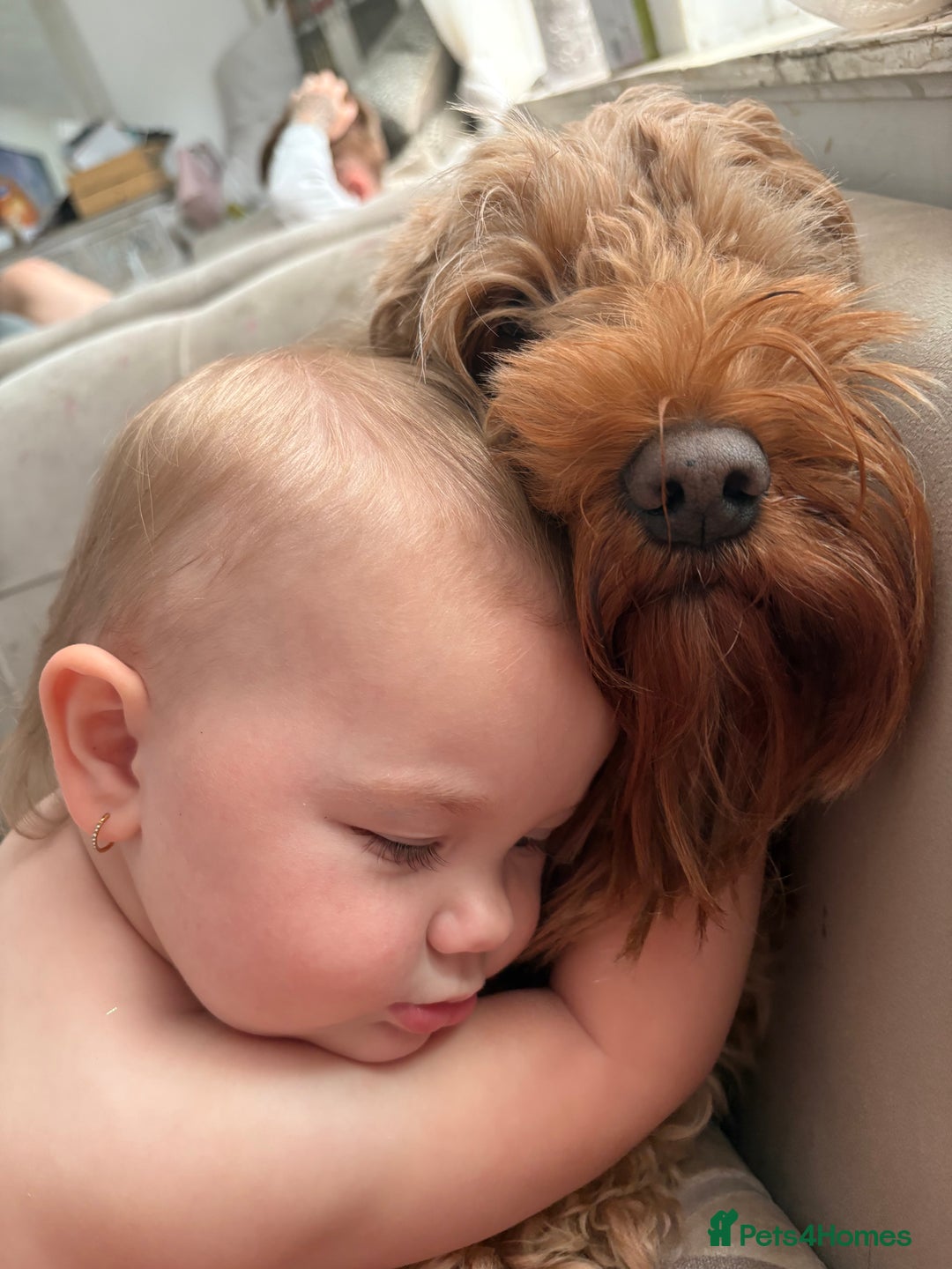 Cavapoo dogs for sale: 2 males and 1 female left  - Advert 19