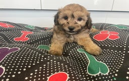 Cavapoochon dogs for sale: Beautiful Cavapoochon puppies for sale  - Image 11