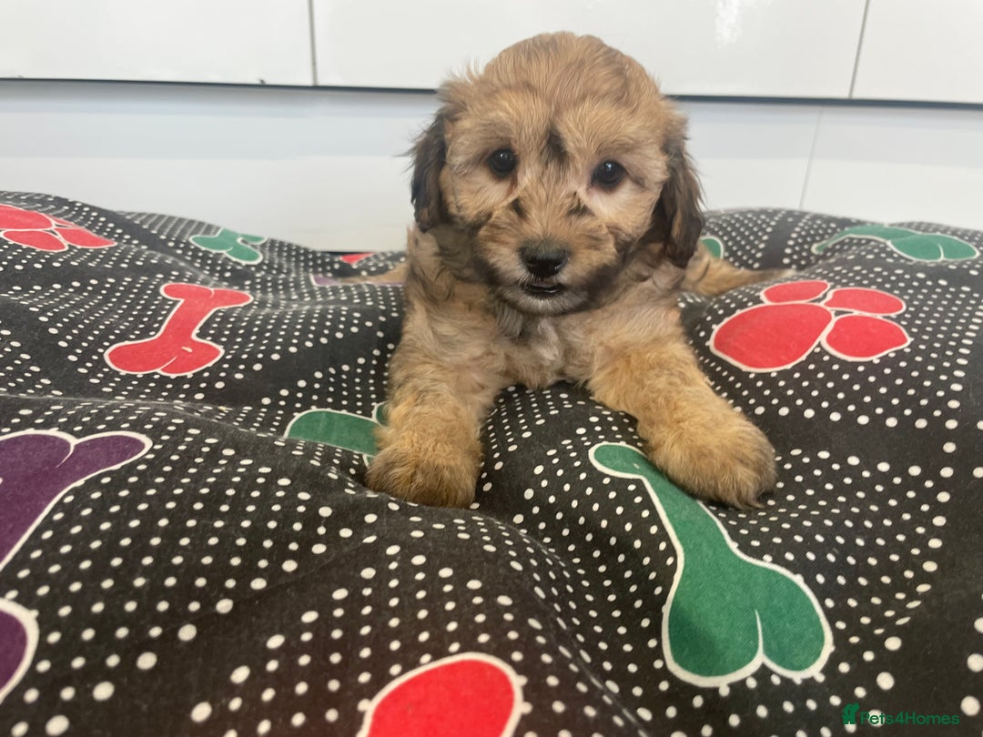 Cavapoochon dogs for sale: Beautiful Cavapoochon puppies for sale  - Image 11