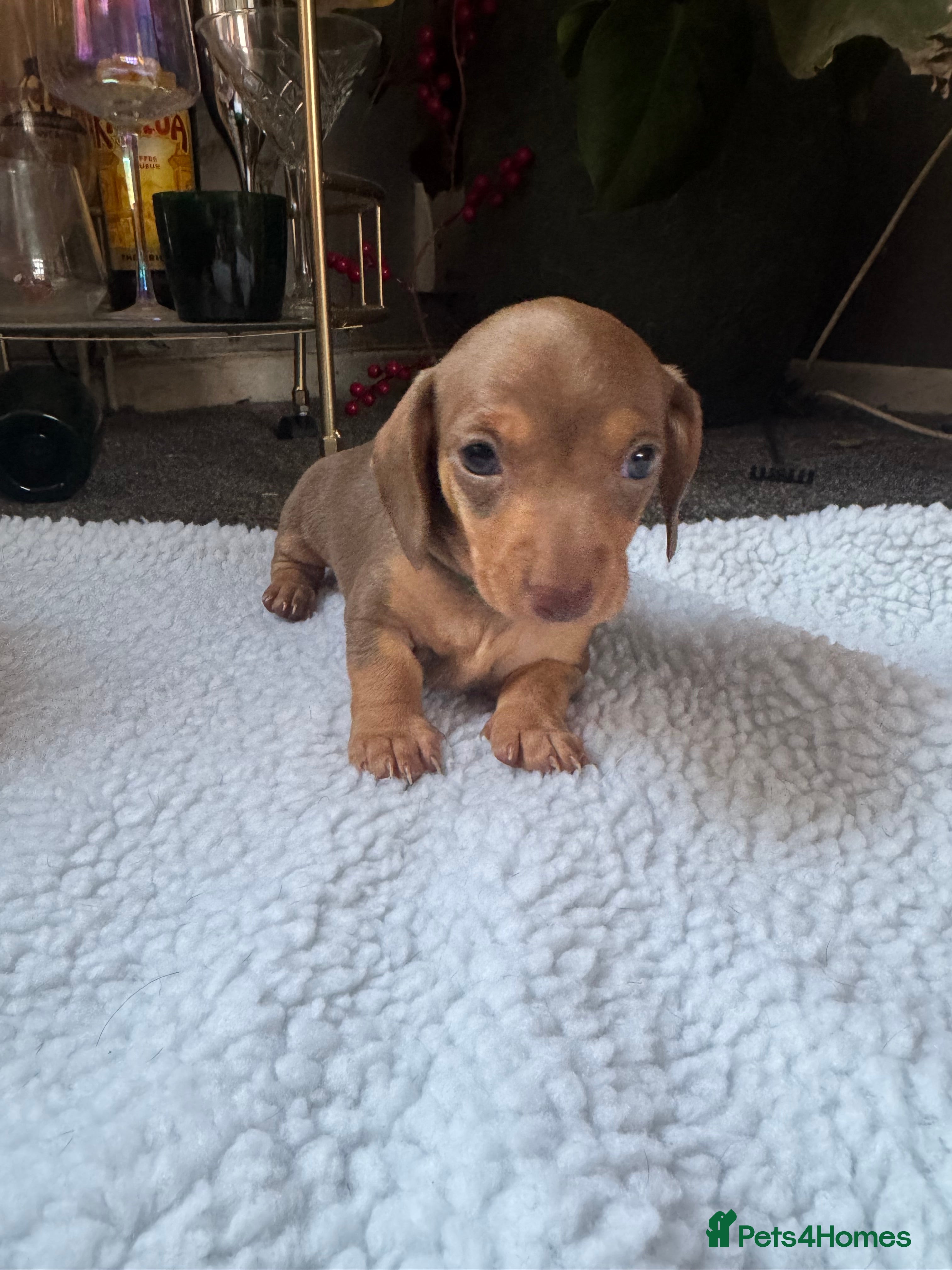 Miniature Dachshund dogs Miniature dachshund puppies - Advert 3