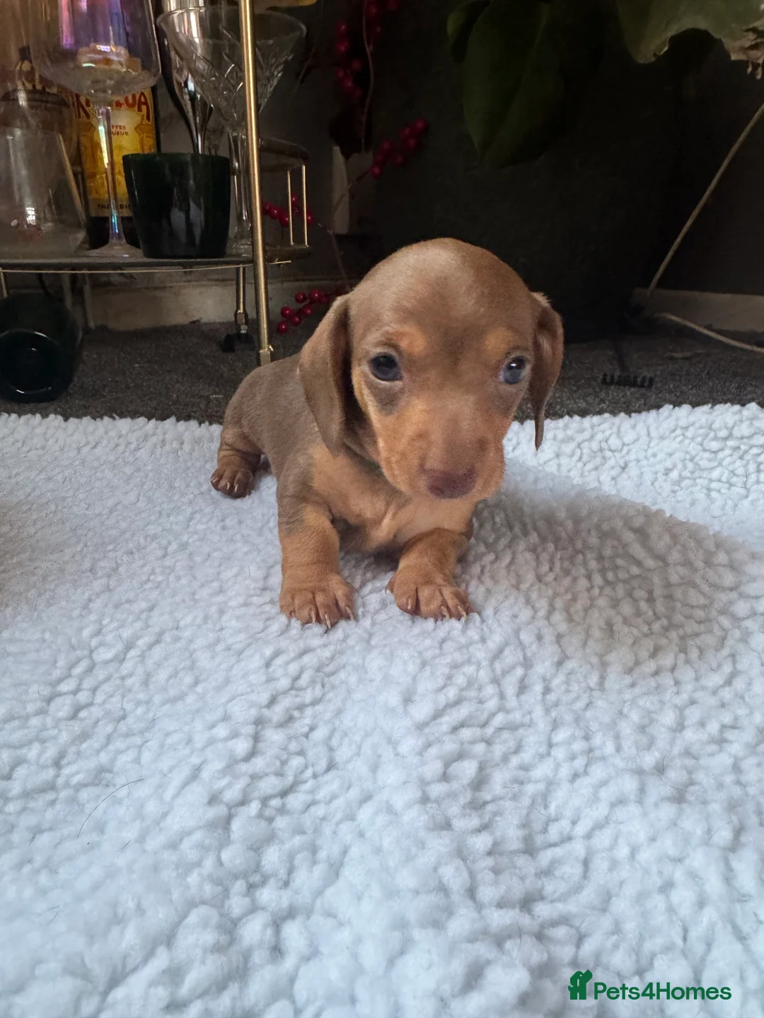 Miniature Dachshund dogs for sale: Miniature dachshund puppies - Advert 2