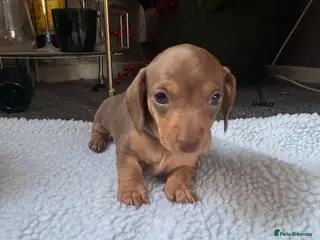 Miniature Dachshund dogs Miniature dachshund puppies - Advert 3