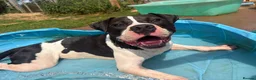 Mixed Breed dogs for adoption: Winston - Staffy Cross for Adoption (24 kgs) in Wells - Advert 3