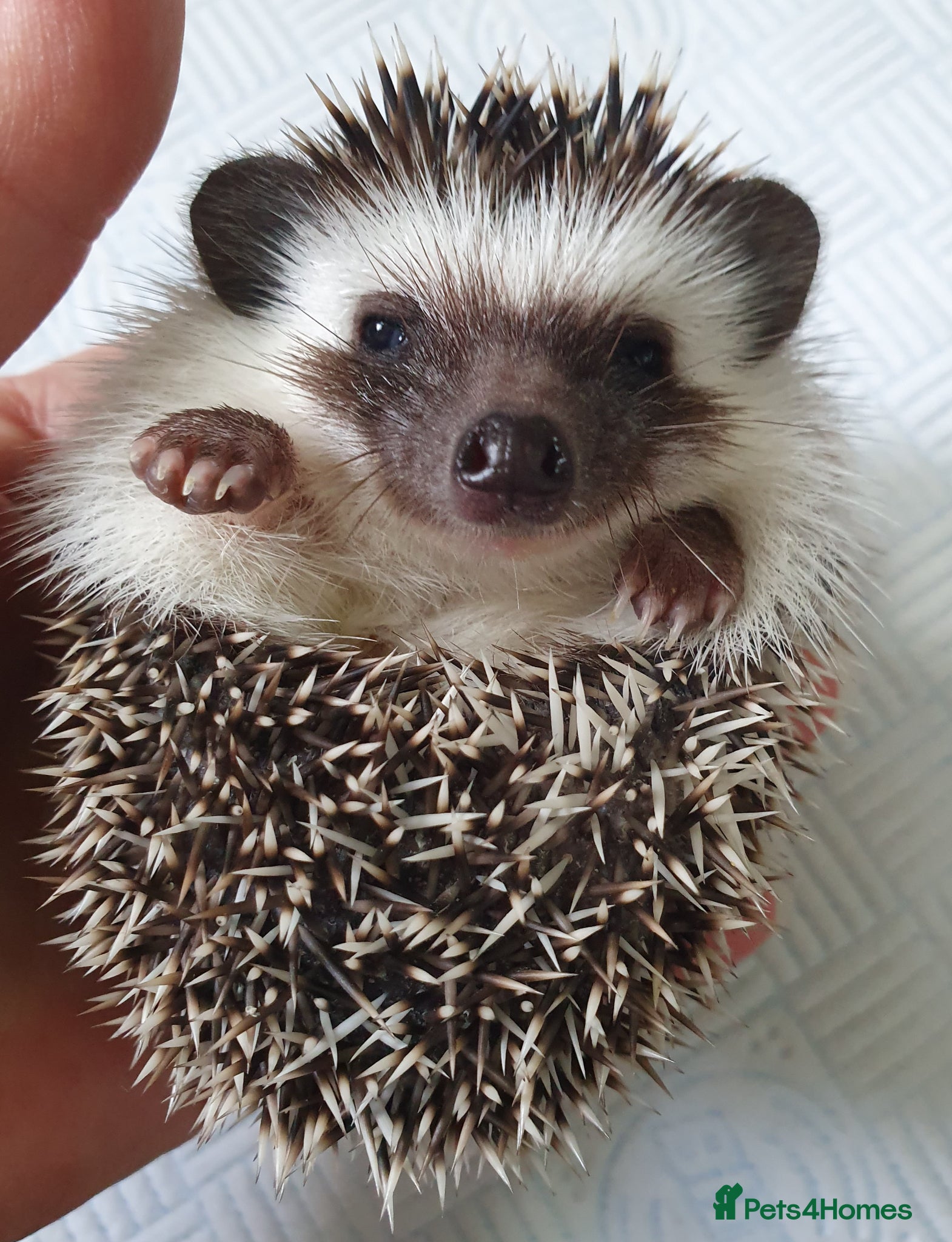 Pygmy Hedgehog rodents Full pedigree African pygmy hedgehog babies  - Advert 1