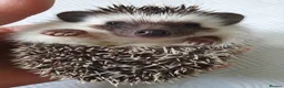 Pygmy Hedgehog rodents for sale: Full pedigree African pygmy hedgehog babies  - Advert 1