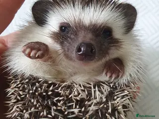 Pygmy Hedgehog rodents Full pedigree African pygmy hedgehog babies - Advert 1