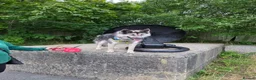 Shepsky dogs for sale: 1 year old shepsky boy panther  in Manchester - Advert 6