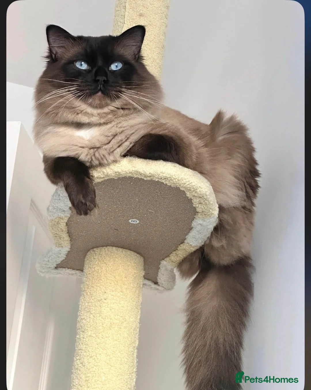 British Shorthair cats for sale: British short hair x ragdoll  - Advert 11