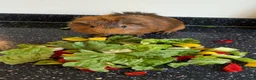 Guinea Pig rodents for sale: Beautiful male guinea pig for a good home! in Morecambe - Advert 1