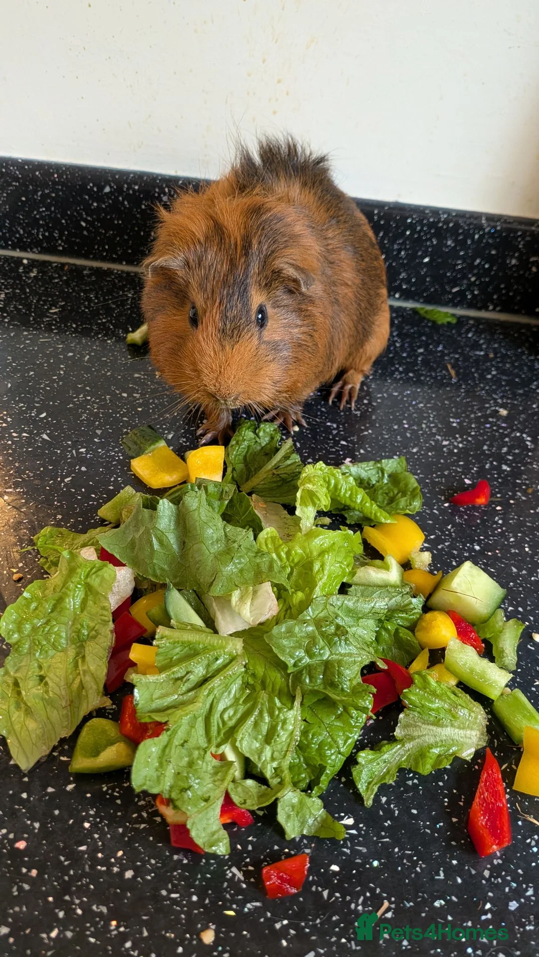 Guinea Pig rodents for sale: Beautiful male guinea pig for a good home! in Morecambe - Advert 1
