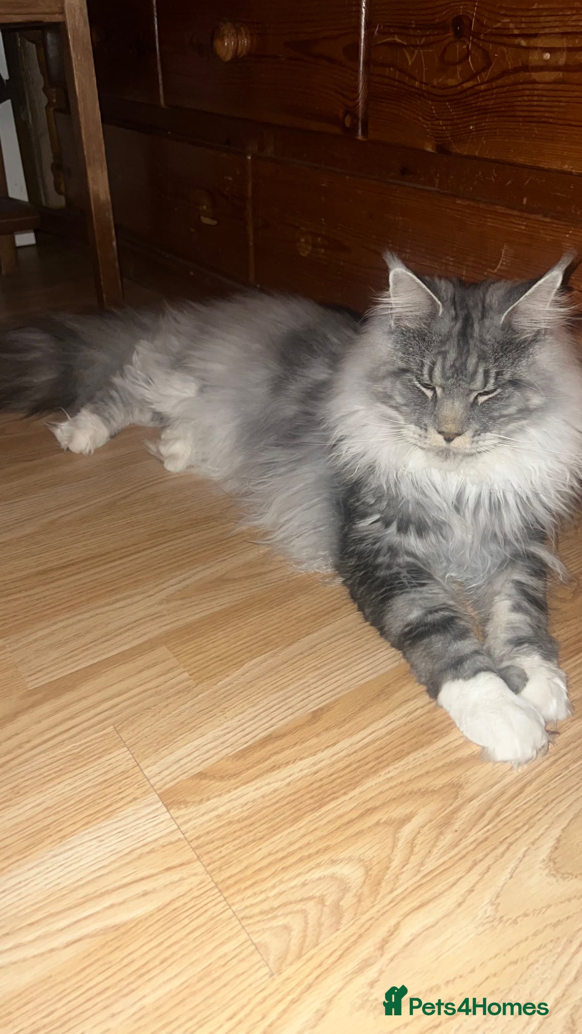 Maine Coon cats Russian Maine coon stud  - Advert 3