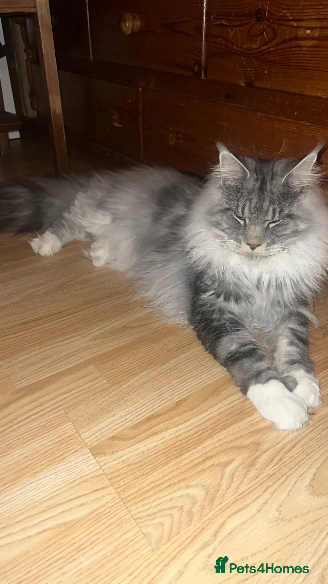 Maine Coon cats for stud: Russian Maine coon stud  - Advert 1