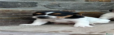Jack Russell 1