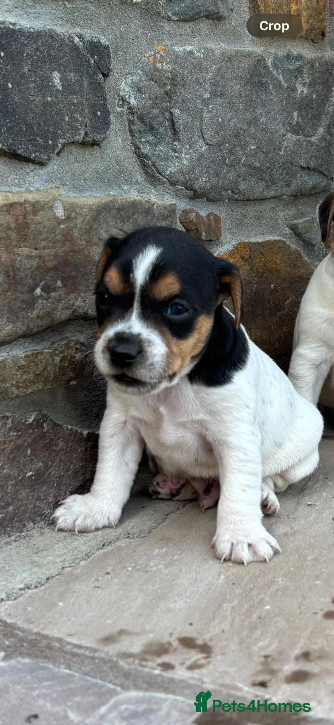 Jack Russell dogs for sale: 5 Jack Russel Puppy’s  - Advert 13