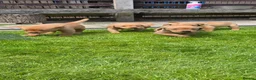 Labrador Retriever dogs for sale: Lovely Chunky Fox Red Labs - Advert 10