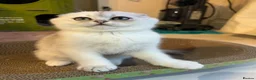 Scottish Fold cats for sale: Adorable Scottish Fold Kitten - Advert 8