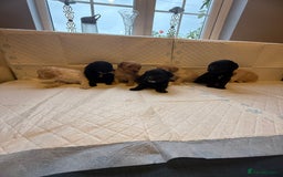 Cockapoo dogs for sale: Cockapoo F2 beautiful puppies  - Image 21