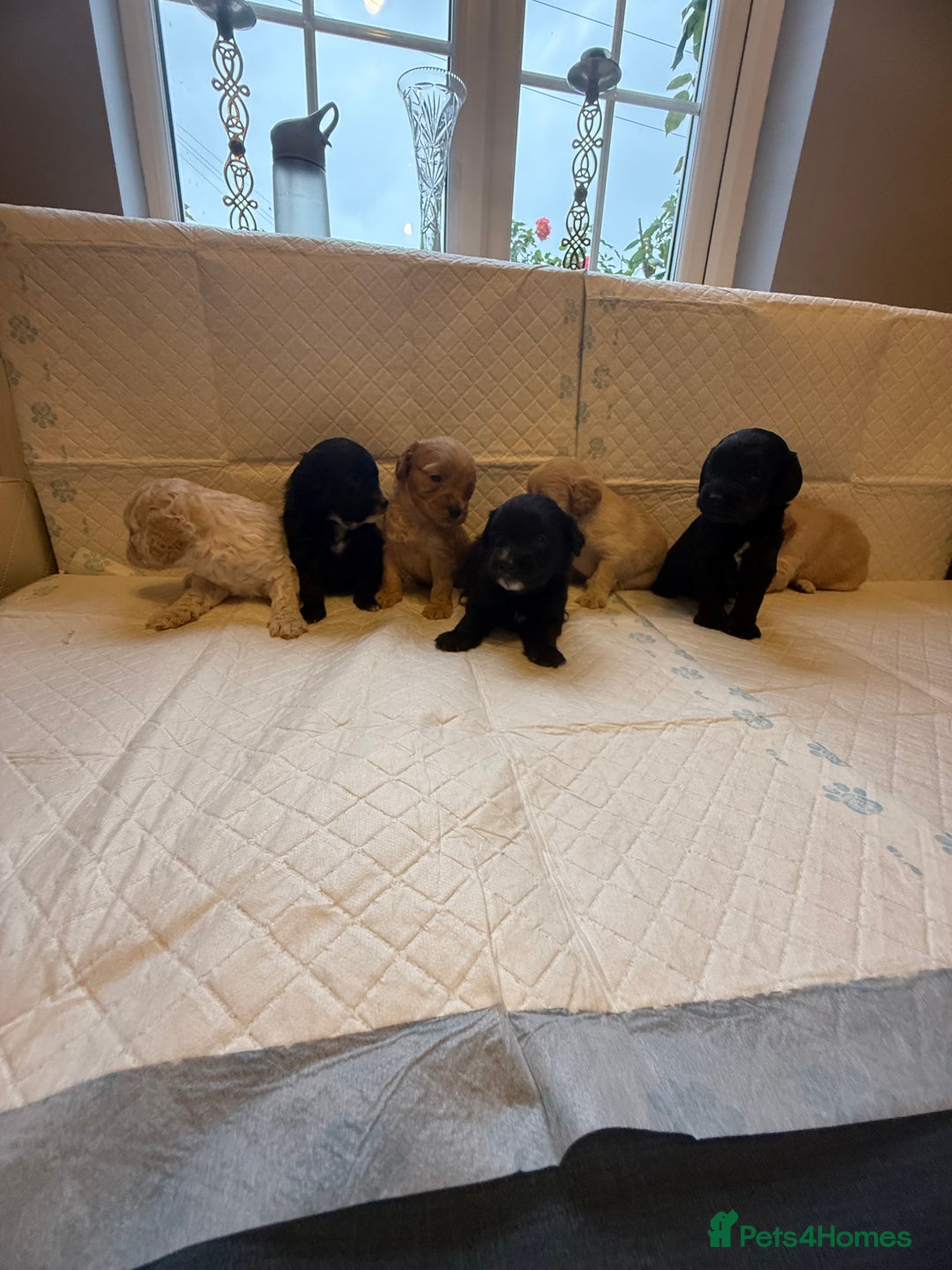 Cockapoo dogs for sale: Cockapoo F2 beautiful puppies  - Image 21