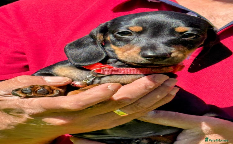Miniature Dachshund dogs - Advert 13