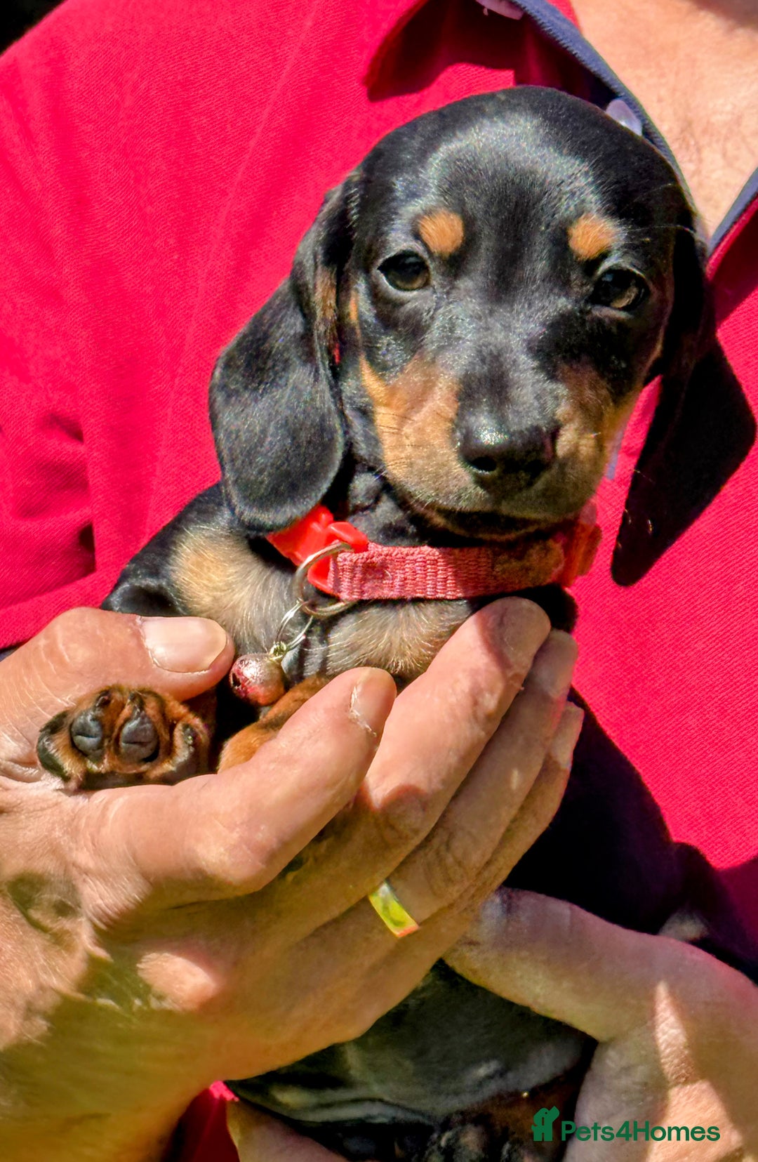 Miniature Dachshund dogs for sale: 🩷Tiny Babies Can’t wait to Go Home🩷 - Image 4