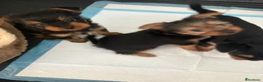 Yorkshire Terrier Puppy 2