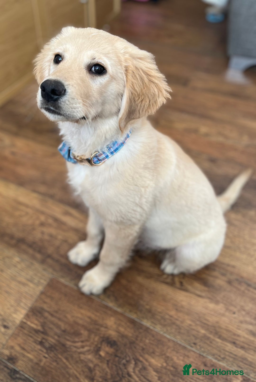 Golden Retriever dogs for sale: 14week old golden retriever  - Advert 2