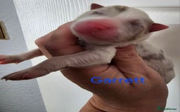 Border Collie dogs for sale: Border collie puppies  - Image 6