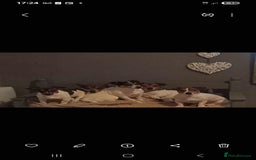 Jack Russell dogs for sale: 1 male 1 Femail Jack Russell pup for sale - Image 1