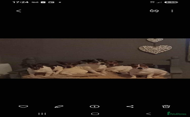 Jack Russell dogs - Advert 6