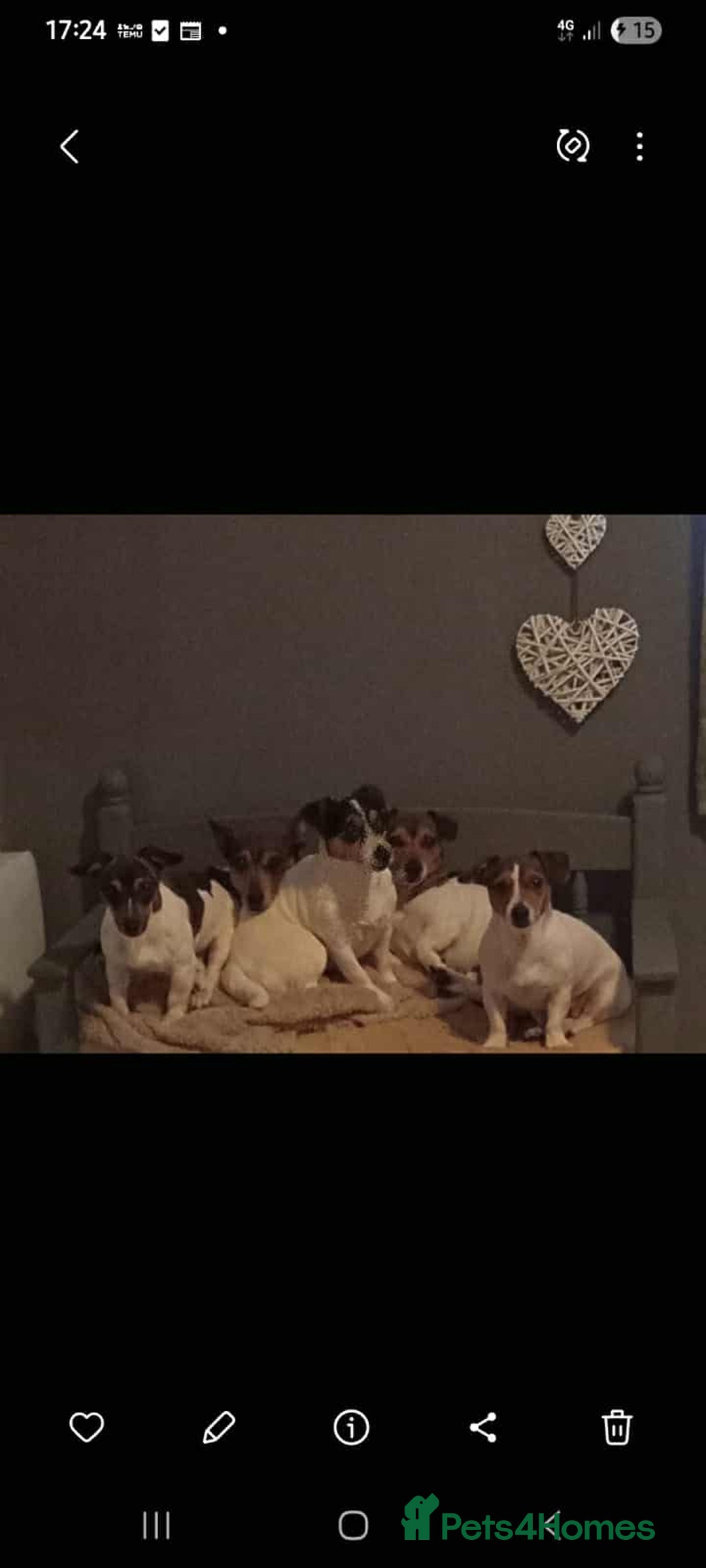 Jack Russell dogs for sale: 1 male 1 Femail Jack Russell pup for sale - Image 1