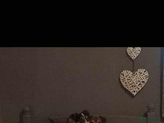 Jack Russell dogs for sale - Advert 1