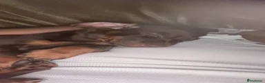 Dachshund 2