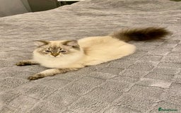 Scottish Fold cats for sale: Lovely Scottish Straight Kittens Ready fo Families - Advert 2