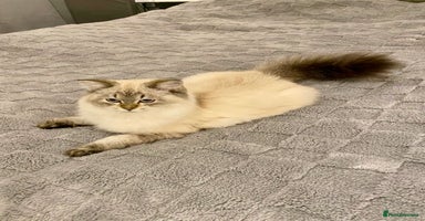 Scottish Fold cats Lovely Scottish Straight Kittens Ready fo Families - Advert 14