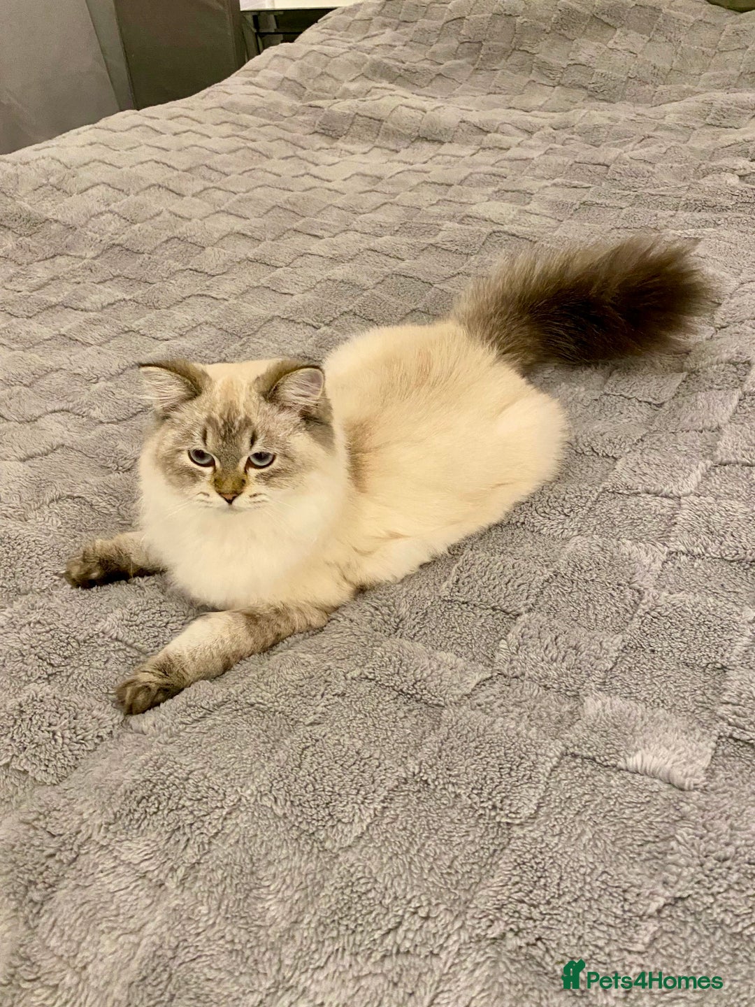 Scottish Fold cats for sale: Lovely Scottish Straight Kittens Ready fo Families - Advert 2