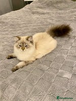 Scottish Fold cats Lovely Scottish Straight Kittens Ready fo Families - Advert 2