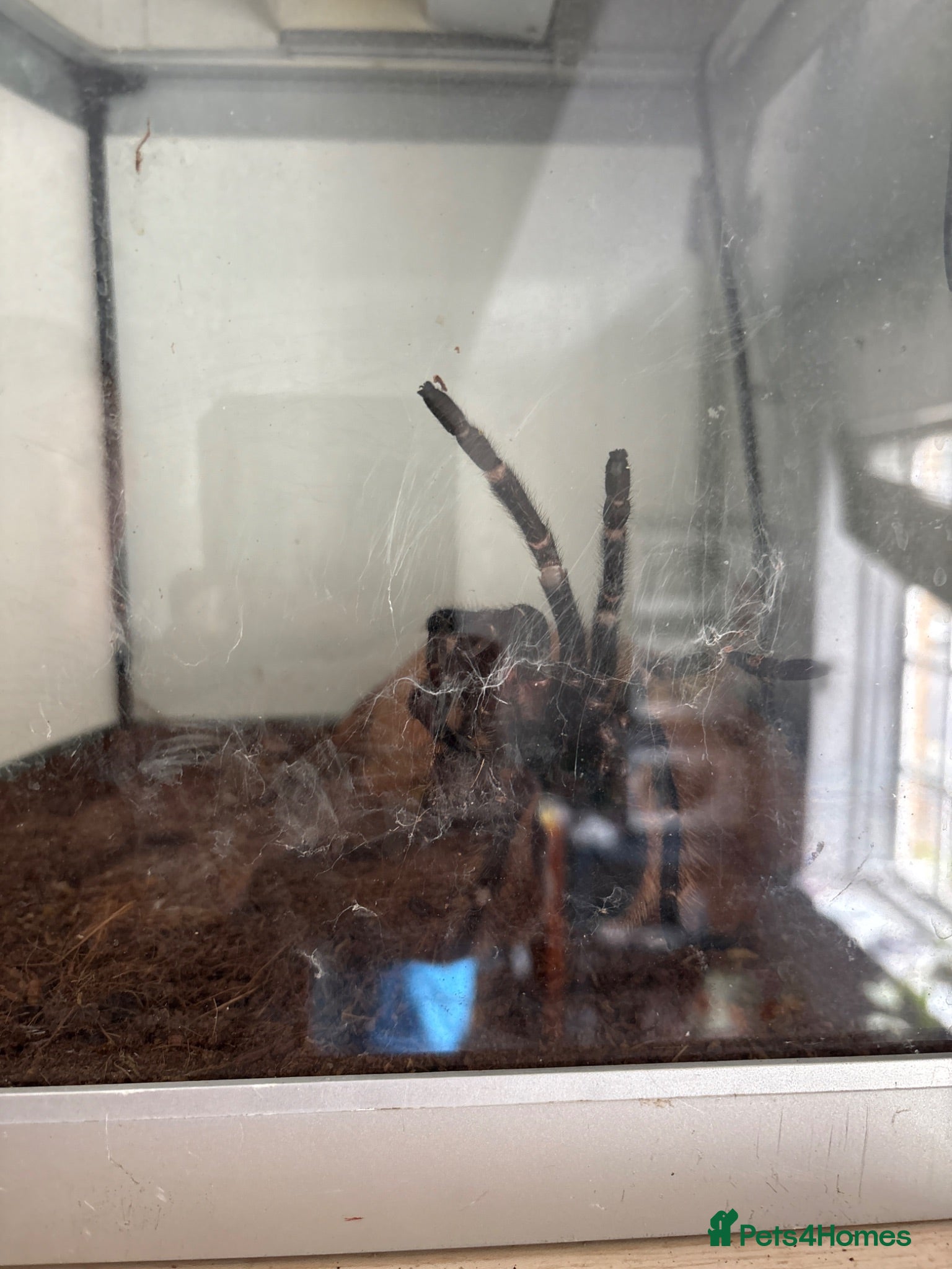 Tarantulas invertebrates Salmon pink bird eater tarantula  - Advert 1