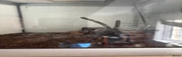 Tarantulas invertebrates for sale: Salmon pink bird eater tarantula  in Middlesbrough - Advert 1