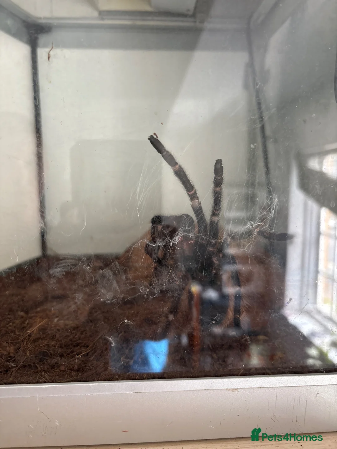 Tarantulas invertebrates for sale: Salmon pink bird eater tarantula  in Middlesbrough - Advert 1