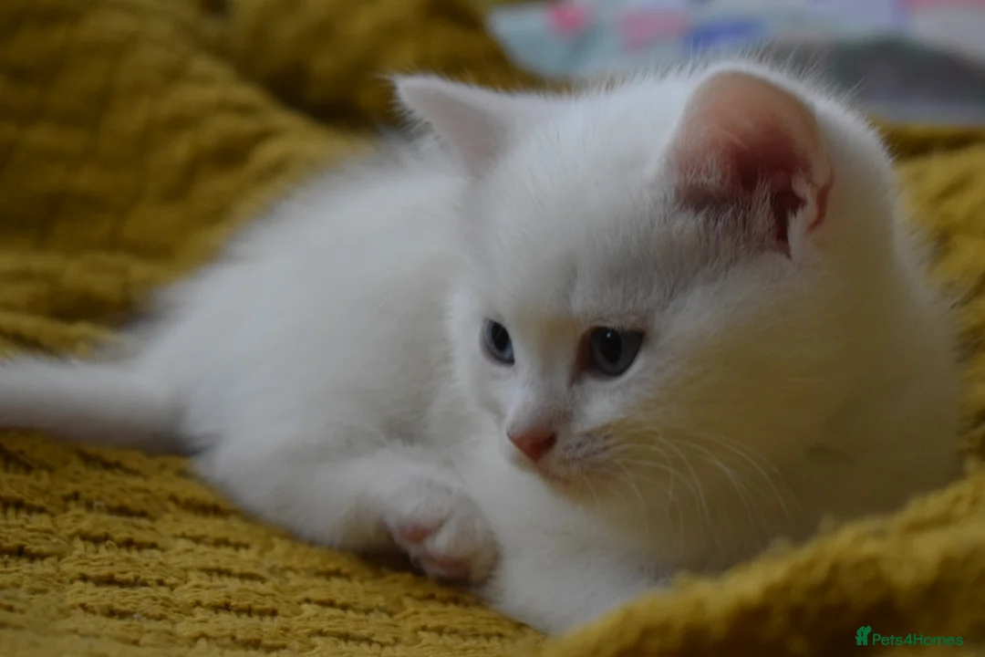 Mixed Breed cats for sale: Rare Odd Eye Mixed Breed Kitten for sale - Advert 12