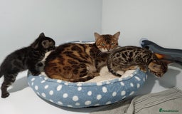 Bengal cats for sale: Pure Bengal kittens - Image 16