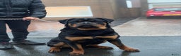 Rottweiler dogs for sale: Full pedigree KC registered ROTTWEILER  - Advert 2