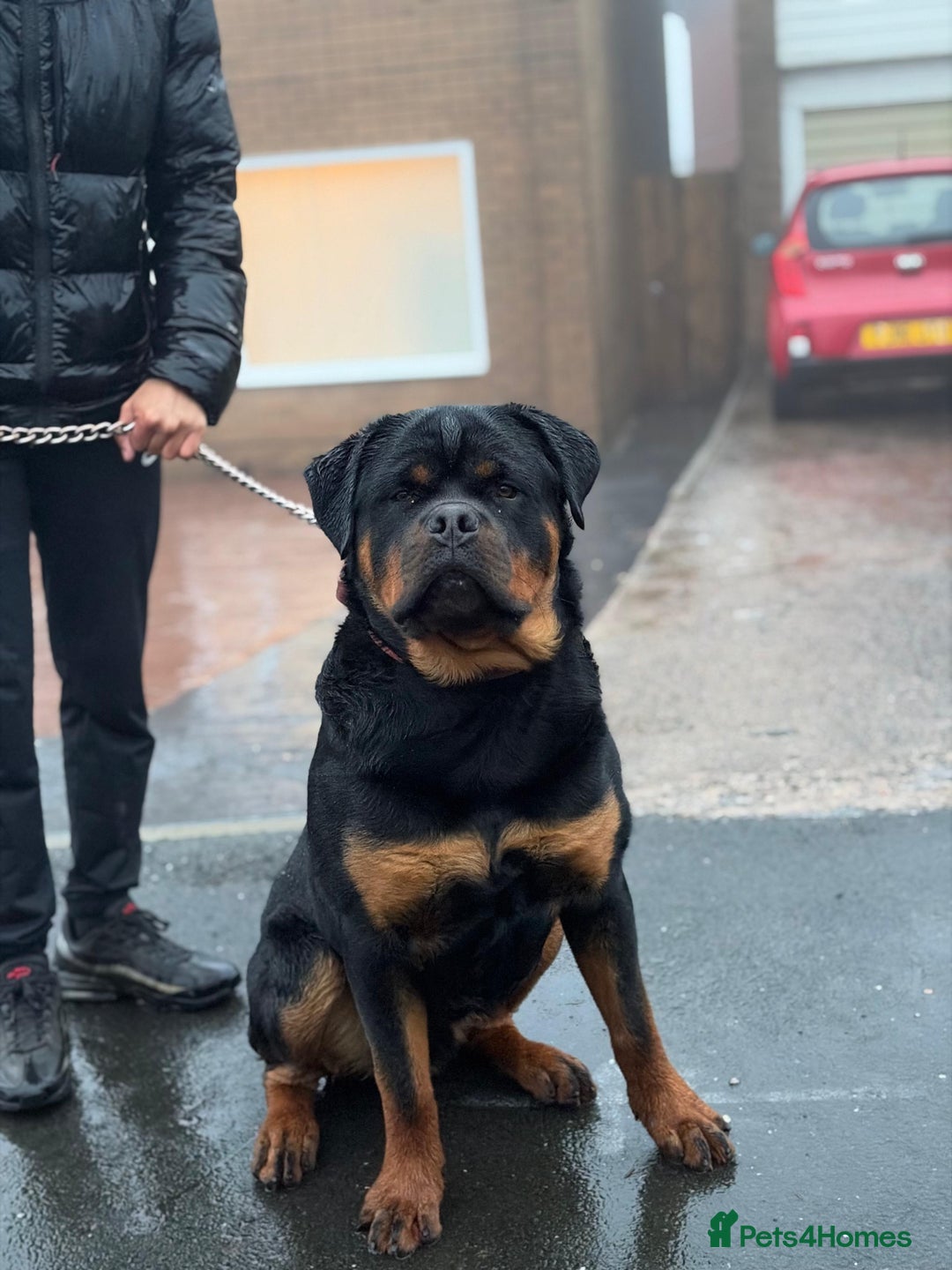 Rottweiler dogs for sale: Full pedigree KC registered ROTTWEILER  - Advert 2