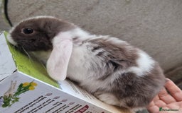 Mini Lop rabbits for sale: Mini Lop Babies for Sale - Image 5