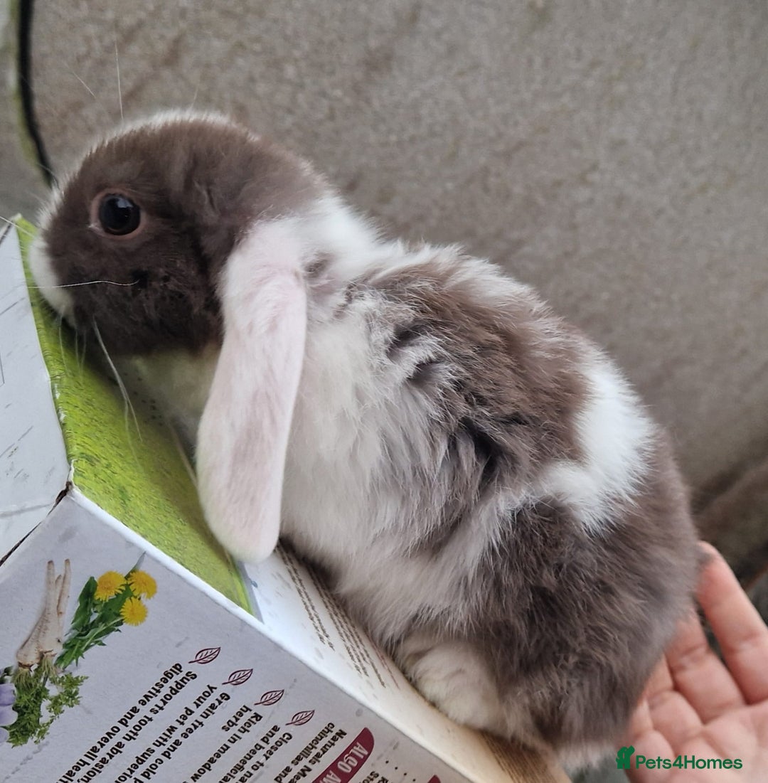 Mini Lop rabbits for sale: Mini Lop Babies for Sale - Image 5