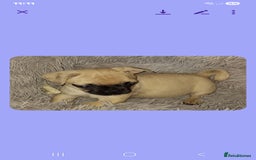 Pug dogs for sale: Pug girl  - Advert 2