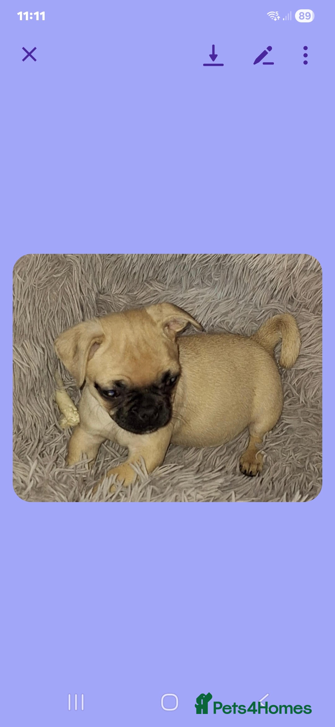 Pug dogs for sale: Pug girl  - Advert 2