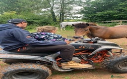 Dartmoor horses for sale: Edie  - Image 3