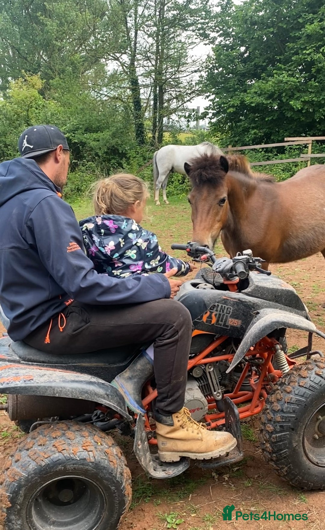 Dartmoor horses for sale: Edie  - Image 3